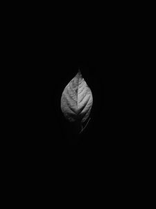 Preview wallpaper leaf, bw, black background