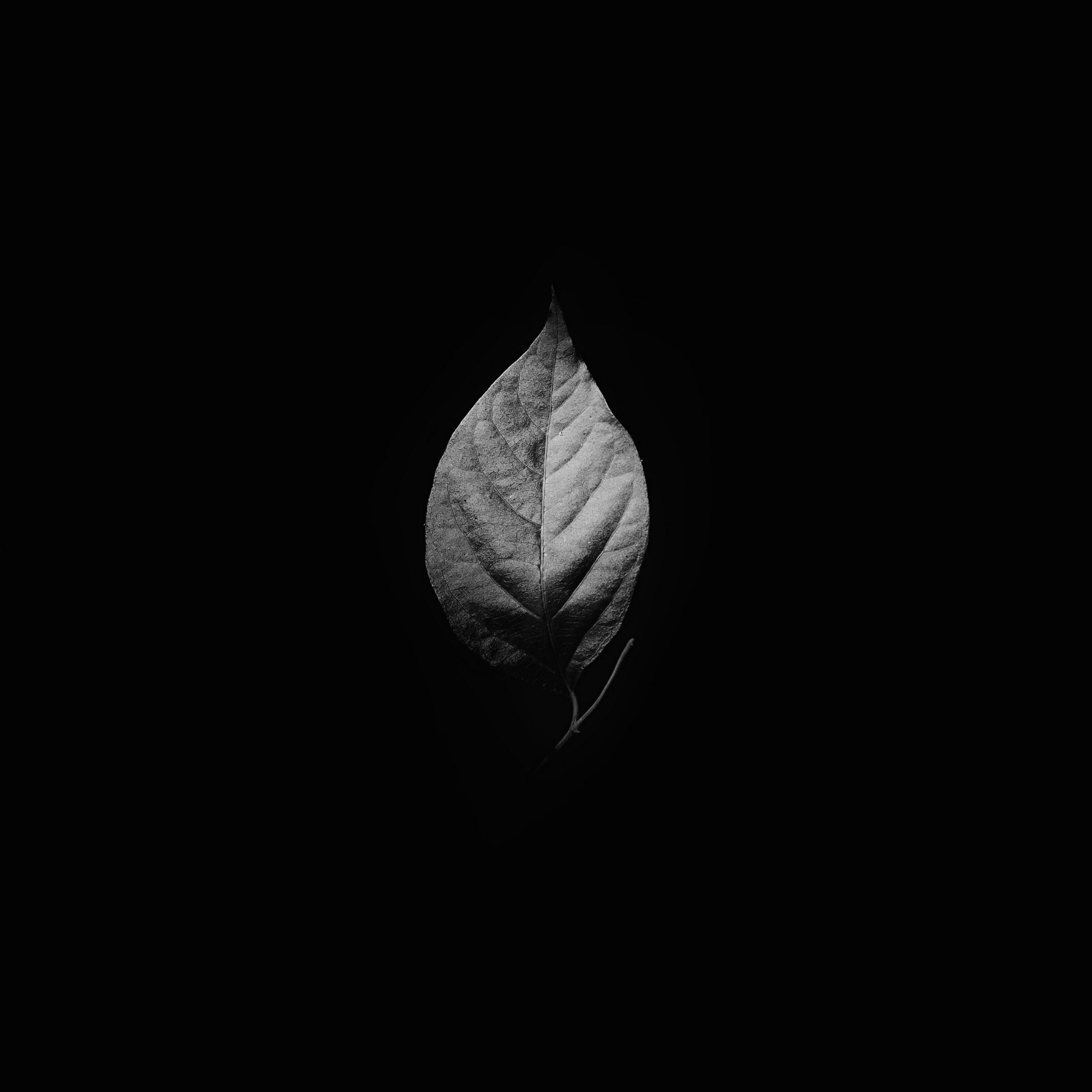 Черный лист для печати. Листья на черном фоне. Черный лист. Черные обои с листьями. Листок на темном фоне.