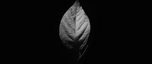 Preview wallpaper leaf, bw, black background