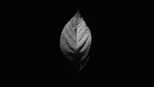 Preview wallpaper leaf, bw, black background