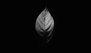 Preview wallpaper leaf, bw, black background