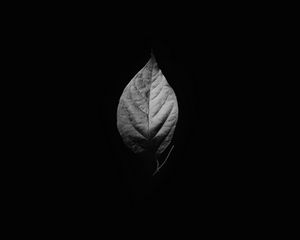 Preview wallpaper leaf, bw, black background