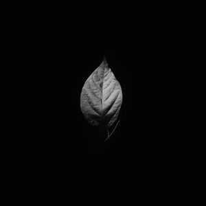 Preview wallpaper leaf, bw, black background