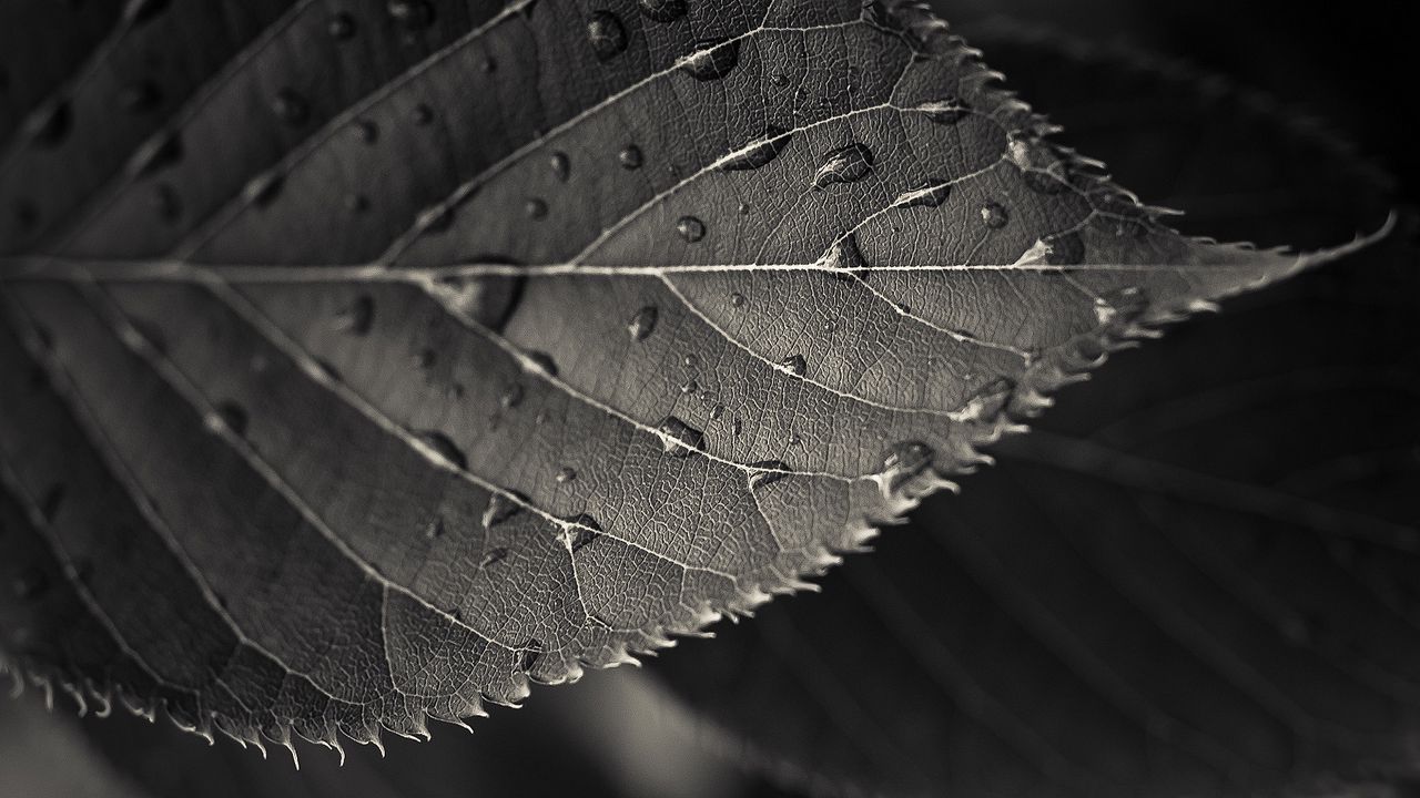 Wallpaper leaf, carved, drops