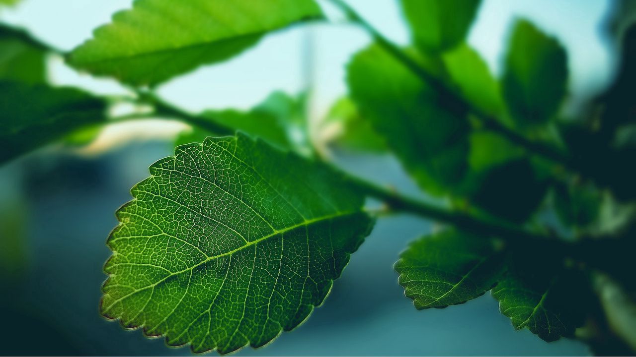 Wallpaper leaf, carved, form, green