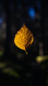 Preview wallpaper leaf, cobweb, autumn, macro, blur