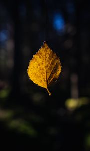 Preview wallpaper leaf, cobweb, autumn, macro, blur