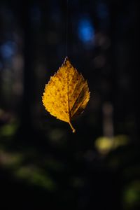 Preview wallpaper leaf, cobweb, autumn, macro, blur