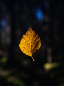 Preview wallpaper leaf, cobweb, autumn, macro, blur