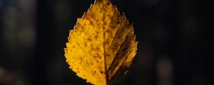 Preview wallpaper leaf, cobweb, autumn, macro, blur