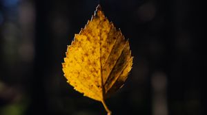 Preview wallpaper leaf, cobweb, autumn, macro, blur