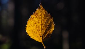 Preview wallpaper leaf, cobweb, autumn, macro, blur