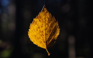 Preview wallpaper leaf, cobweb, autumn, macro, blur