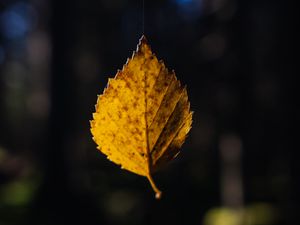 Preview wallpaper leaf, cobweb, autumn, macro, blur