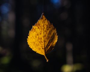Preview wallpaper leaf, cobweb, autumn, macro, blur
