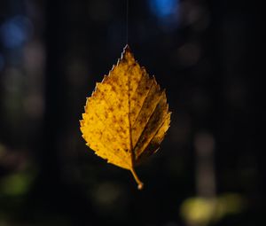 Preview wallpaper leaf, cobweb, autumn, macro, blur