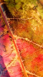 Preview wallpaper leaf, colorful, autumn, macro