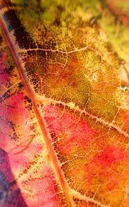 Preview wallpaper leaf, colorful, autumn, macro