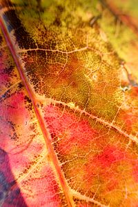 Preview wallpaper leaf, colorful, autumn, macro
