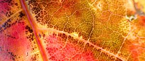 Preview wallpaper leaf, colorful, autumn, macro