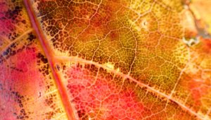 Preview wallpaper leaf, colorful, autumn, macro