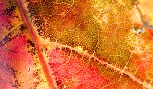 Preview wallpaper leaf, colorful, autumn, macro