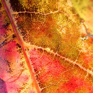 Preview wallpaper leaf, colorful, autumn, macro