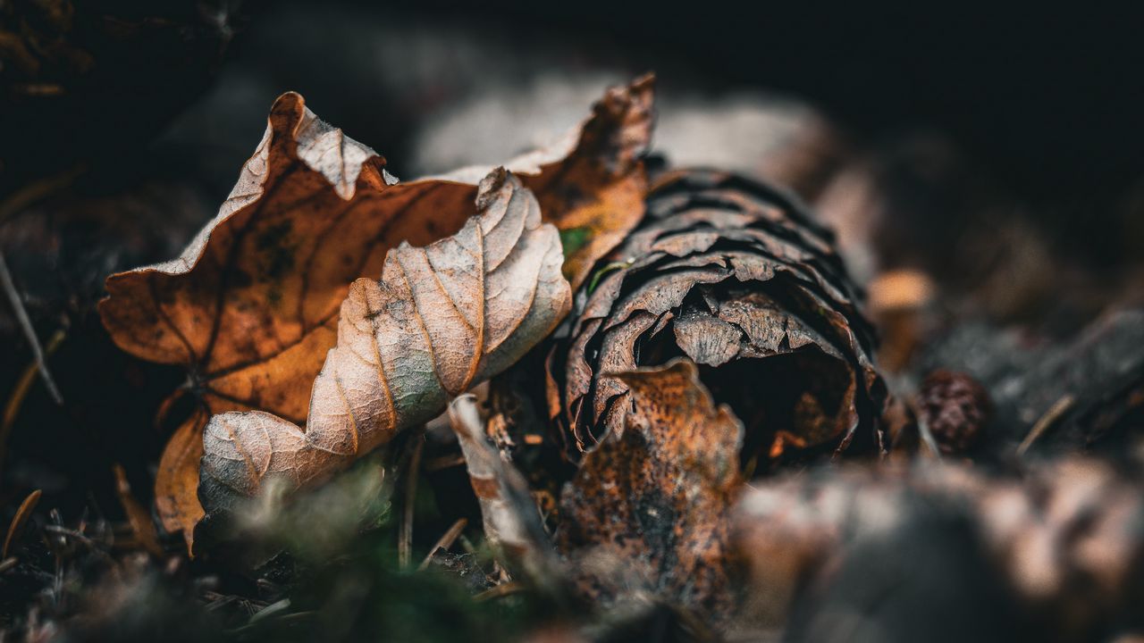 Wallpaper leaf, cone, autumn, macro, dry