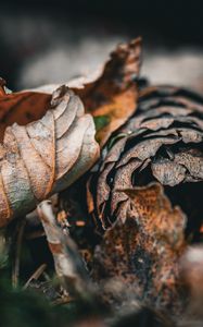 Preview wallpaper leaf, cone, autumn, macro, dry