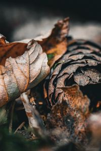 Preview wallpaper leaf, cone, autumn, macro, dry