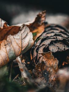 Preview wallpaper leaf, cone, autumn, macro, dry