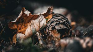 Preview wallpaper leaf, cone, autumn, macro, dry