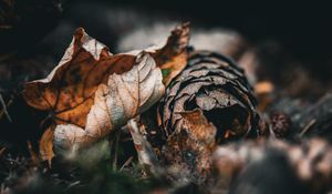 Preview wallpaper leaf, cone, autumn, macro, dry