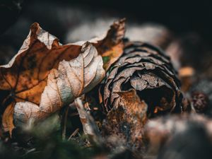 Preview wallpaper leaf, cone, autumn, macro, dry