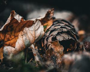 Preview wallpaper leaf, cone, autumn, macro, dry