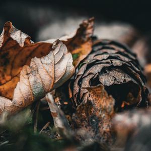 Preview wallpaper leaf, cone, autumn, macro, dry