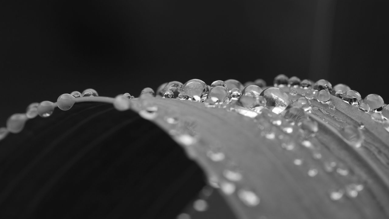Wallpaper leaf, curve, drops, water, macro, black and white