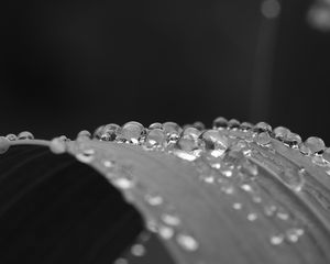 Preview wallpaper leaf, curve, drops, water, macro, black and white