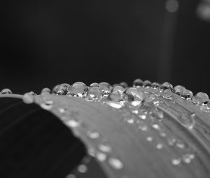 Preview wallpaper leaf, curve, drops, water, macro, black and white
