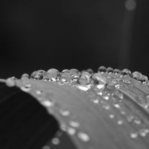 Preview wallpaper leaf, curve, drops, water, macro, black and white
