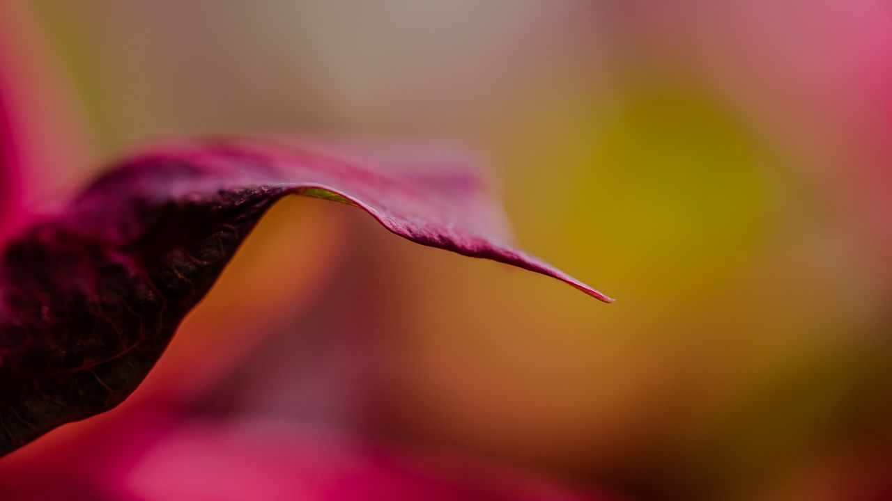 Wallpaper leaf, dark, blur, pink, macro