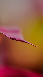 Preview wallpaper leaf, dark, blur, pink, macro