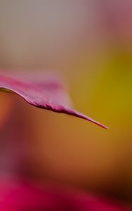 Preview wallpaper leaf, dark, blur, pink, macro