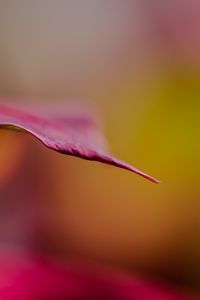 Preview wallpaper leaf, dark, blur, pink, macro