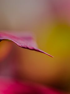 Preview wallpaper leaf, dark, blur, pink, macro