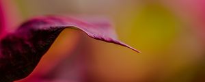 Preview wallpaper leaf, dark, blur, pink, macro