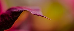 Preview wallpaper leaf, dark, blur, pink, macro