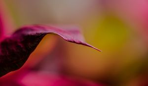 Preview wallpaper leaf, dark, blur, pink, macro