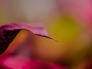 Preview wallpaper leaf, dark, blur, pink, macro