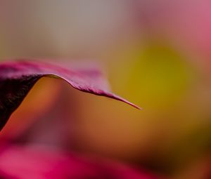 Preview wallpaper leaf, dark, blur, pink, macro